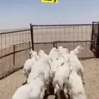 للبيع بهم حري مقفل شحم