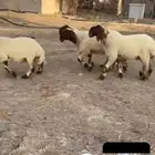 جذعات نعيم صنف خصم ب2500 مع الفحل