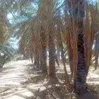 يوجد لدينا جميع انواع النخل والش نخل