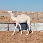 حاشي للبيع ماشاءالله