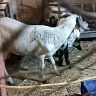 الخرج اليمامه