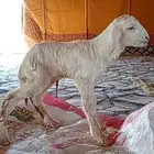 طلي داغور توه جاي الصحه شرط