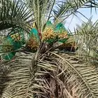 يوجد لدينا مزرعه خلاص للبيع للكيلو سامه 4 للي صامل يتواصل مع