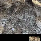 سمان الحبه ب5 جمله حمام طيور الحبه ب10