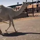 ثنيه ملاقي رمانيه على بعير رماني عليها 13