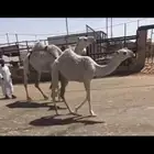 عشراء تحتها بكره على بعير رجاء الحريص