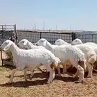 رخال صنف منوة القناي تم البيع