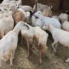 قرايب دفي العدد 45 مقاني طيبه