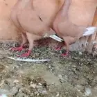 زوج حردون بانتاجه