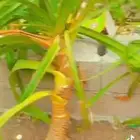 شتلات الكادي العطري