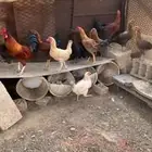 دجاج بلدي للبيع في العيدابي