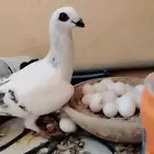 أنثى نغل للبيع