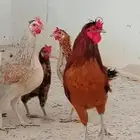 ديك ودجاجة للبيع