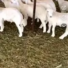 بهم تربية عمر شهرين تقريبا