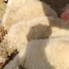 طليان نعيم انتاج المراح.