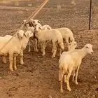 غنم حريات وحده ثنيه رفيديه وثنتين حمصيات وحده شقه عيالهن ثلا