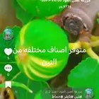 شتلات التين  تايقر تصنيفات مختلفه اخرى