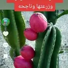 تفاح البيرو صبار التفاح فاكهه