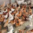 دجاج تركي 6شهور