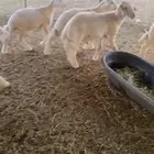 بهم تربية طليان
