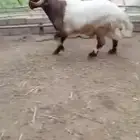 فحل نعيم للبيع