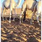 حشو للبيع تحت امهاته على الحليب والبرسيم والشعير