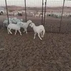 بهم حري رخلين وخروف