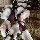 مشاء الله تبارك الله دواغير نعيم العدد 12 الخرفان 6والرخال6