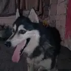هاسكي للبيع