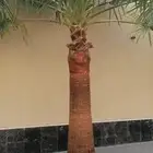 للبيع نخل واشنطني زينه اغلب المقاسات موجوده