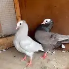 طبه هزاز مستوا قوي