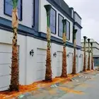 نخل واشنطني نخل زينه ابو مروحه توريد وغرس