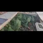 درة هندي اخضر
