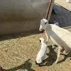 نعجه منتوج معه كبش السن لفاف طري