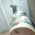 حمام البيع