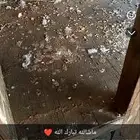 زوج حمام صنعاني الون أبيض