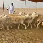 رخال حريات جنب دفيع حرش مشروط طيبه صنف الصنف