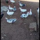 بط مصري للبيع