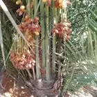 وقت غرسة النخل هليام اللي له رغبة في شقراءالنخيل يتواصل معي