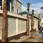 نخل واشنطي زينه امريكي ابو مروحه تكريب واشنطني وعربي