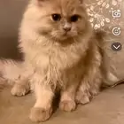 للبيع العمر 6 شهور