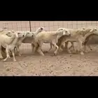 عرض اليوم لكم غنم حريات رخال طيبه صنف