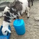 سره عبيده