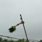 نخل وشنطني