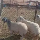 رخلتين حريات مضرايع السن ثنوات