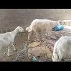 زهره بني بشر سره عبيده