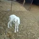 البيع خروف العمر شهر يرضع من عنز على الشرط ياكل برسيم