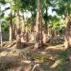 نخل واشنطني للبيع