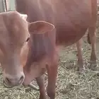 سره عبيده
