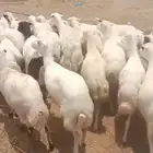 ضأن رفيديات قريب طيبه مرحه وحد